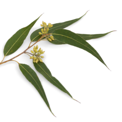 Extrait naturel d'Eucalyptus pour la Gastronomie - 30 Gr