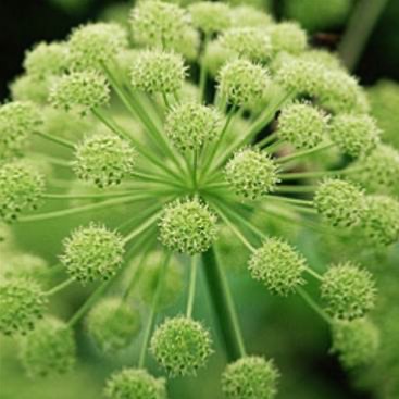 Angelica Essential oil - 30 gr