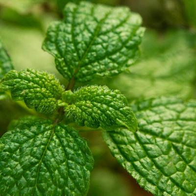 Isomenthone  - 30 Gr