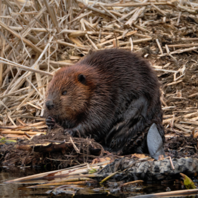 Castoreum synthétique - 30 Gr