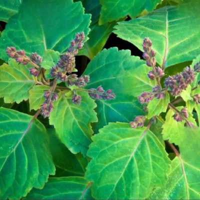  Patchouli Essential oil - 30 gr