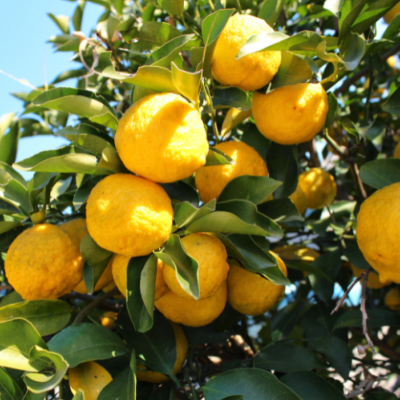 Extrait naturel de Yuzu pour la Gastronomie - 10 Gr