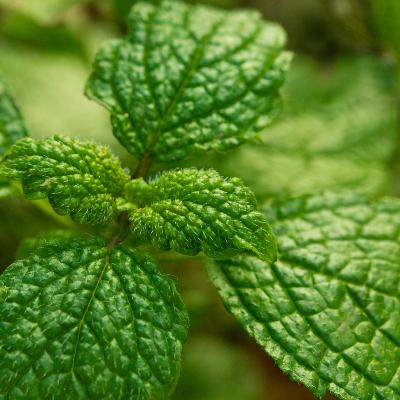 Isomenthone  - 30 Gr