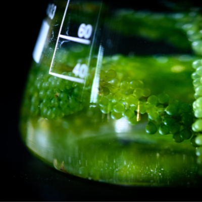 Absolue d'Algue Verte - 30 Gr