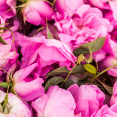 Extrait naturel de Rose Damascena pour la Gastronomie - 30 Gr