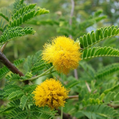 Cassie Flower Absolute - 30 gr