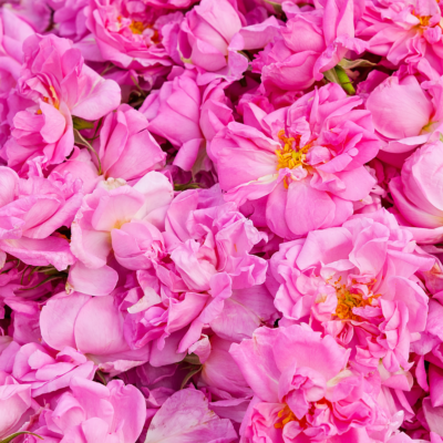 Rose Damascena Absolute - 30 gr