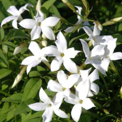 Absolue de Jasmin Grandiflorum - 30 gr