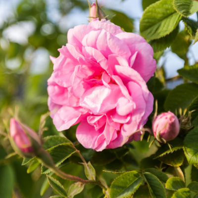 Rose Centifolia Absolute 30 Gr