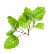 Extrait naturel de Patchouli pour la Gastronomie - 30 Gr