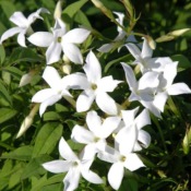 Absolue de Jasmin Grandiflorum - 30 gr