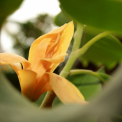 Absolue de Champaca - 30 gr