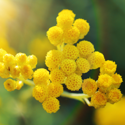 Extrait naturel d'Immortelle pour la Gastronomie - 30 Gr